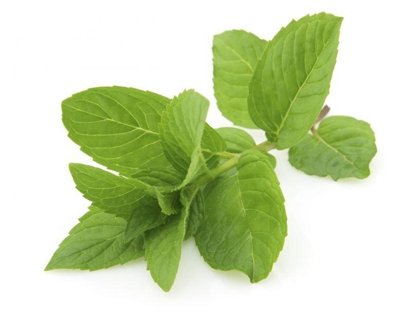 Máta recepty Labužník.cz