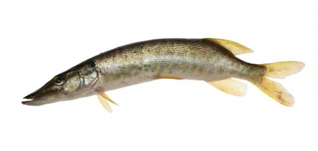 Štika